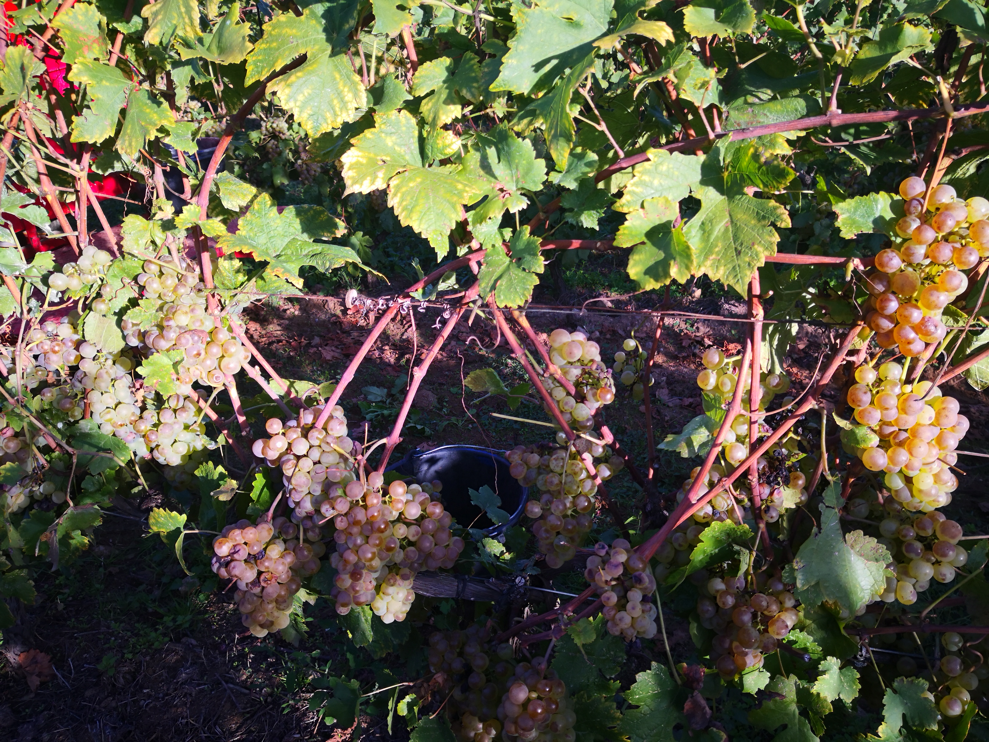 Marsanne-Roussanne