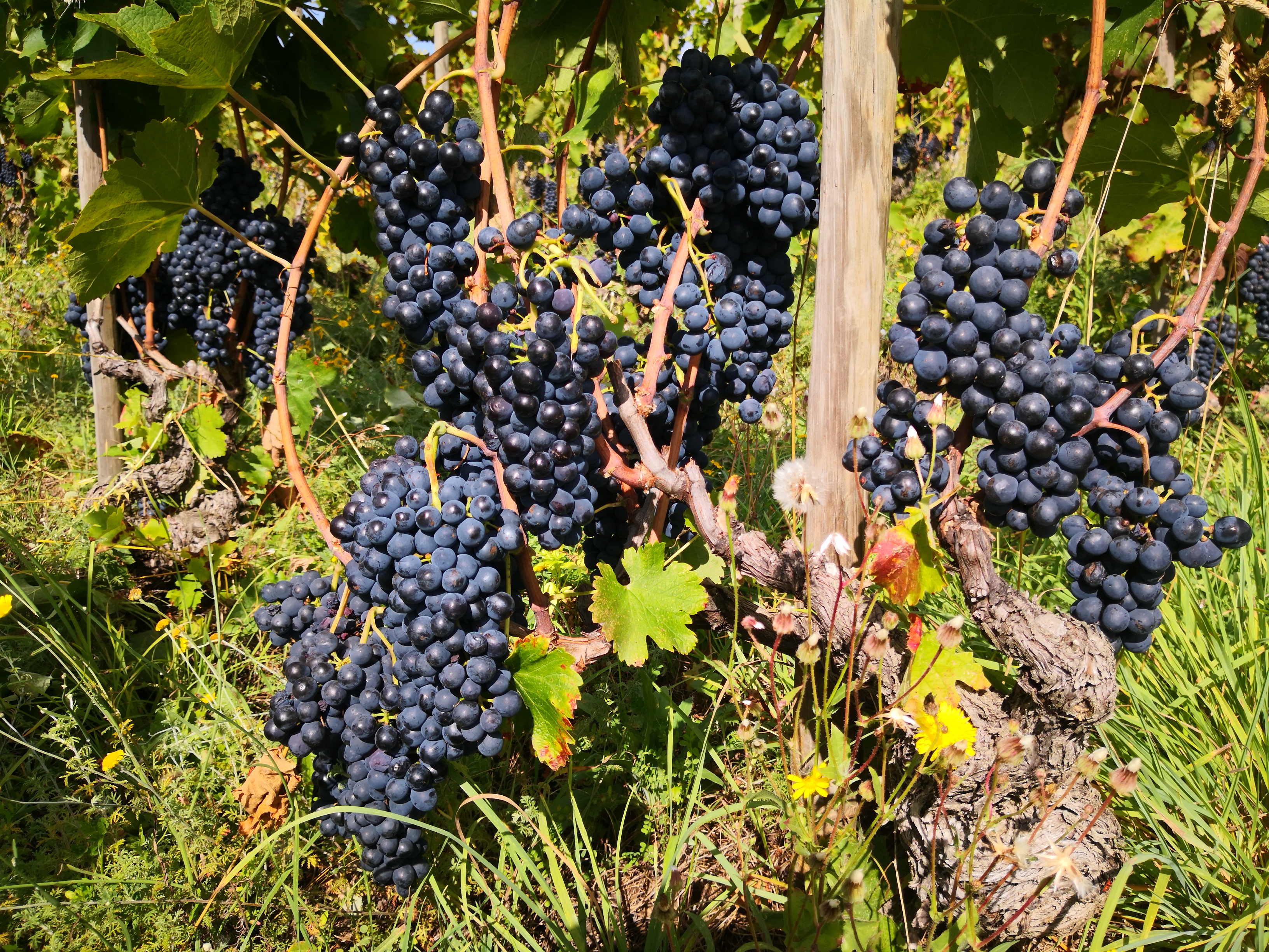 Merlot